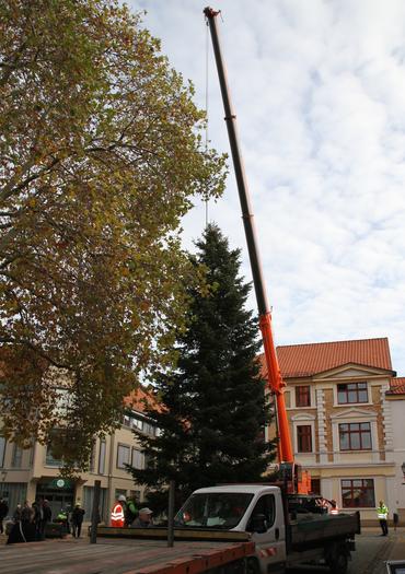 Der Oscherslebener Weihnachtsbaum aufgestellt und noch vom Kran gehalten.