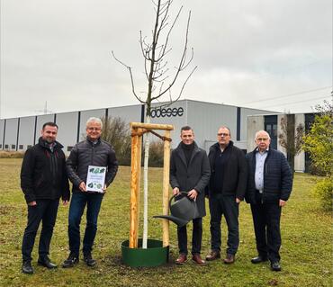 oddesse ungarische Eiche
