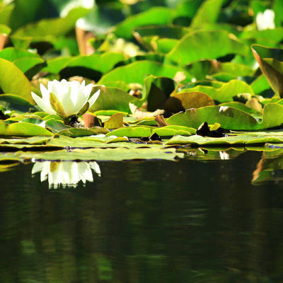 Seerosenteich Wiesenpark