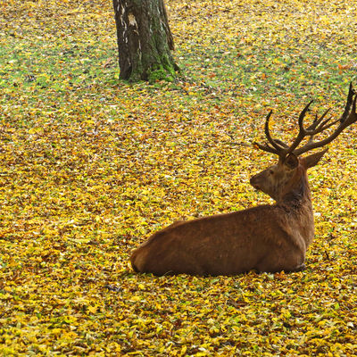 Wiesenpark Rotwild