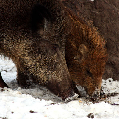 Wiesenpark Wildschwein