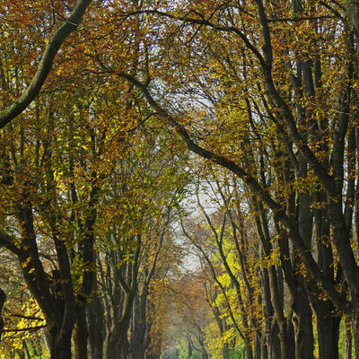 Wiesenpark Allee