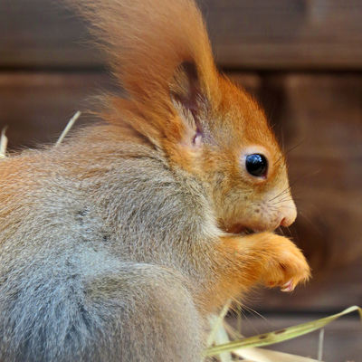 Wiesenpark Eichhörnchen