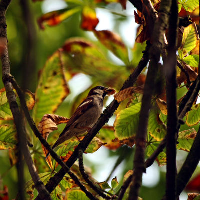 Wiesenpark Vogel