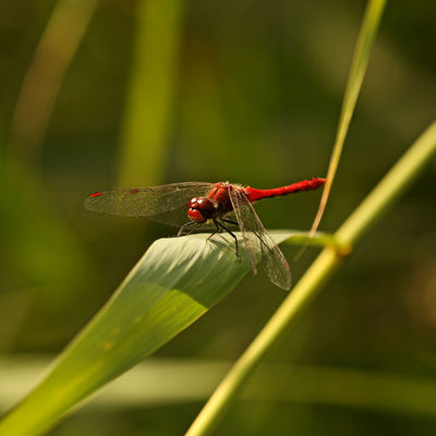 Wiesenpark Libelle