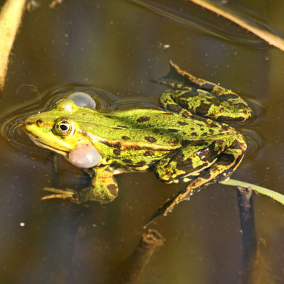 Wiesenpark Frosch