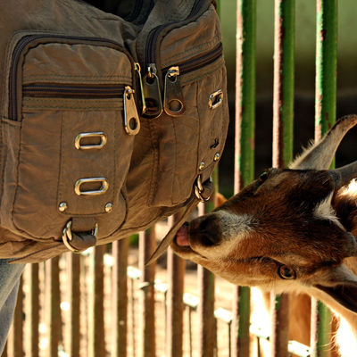 Wiesenpark Rucksack und Ziege