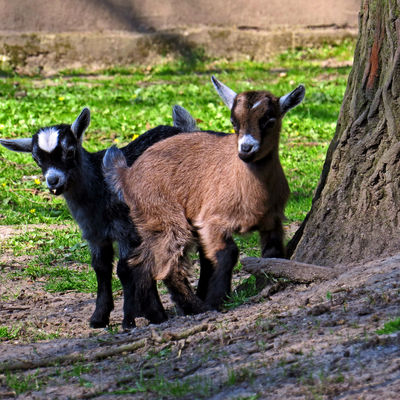 Wiesenpark Ziegenbabys