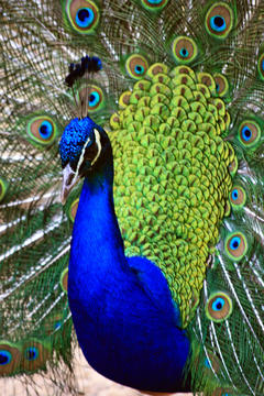 Wiesenpark Pfau