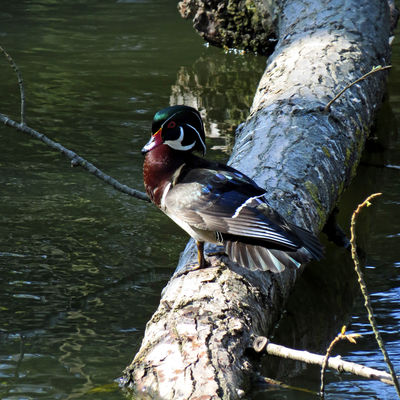 Wiesenpark Ente