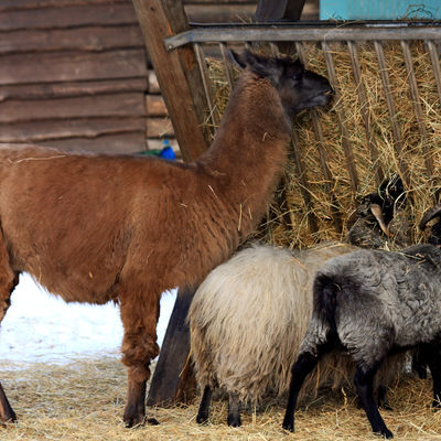 Wiesenpark Lama