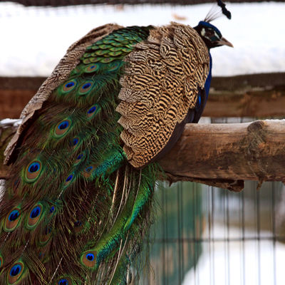 Wiesenpark Pfau im Winter