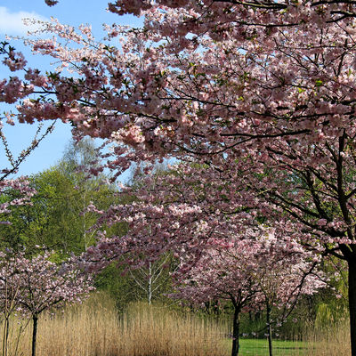 Wiesenpark Kirschblüte