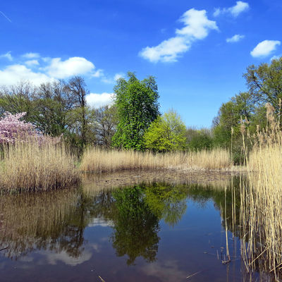 Wiesenpark Seerosenteich