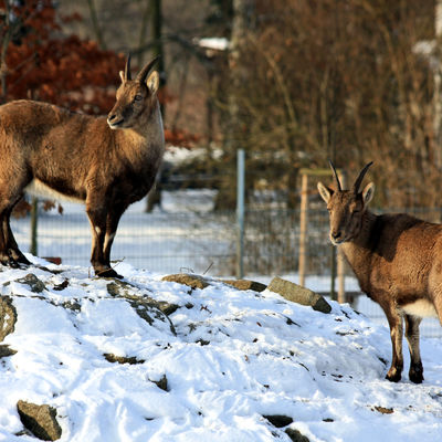 Wiesenpark Böcke